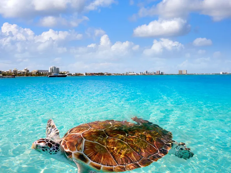 Tartaruga nadando em águas transparentes no Caribe mexicano
